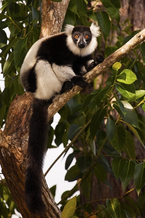 Lemur vari černobílý
